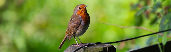Bird Feeders and Bird Houses