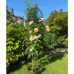 Climbing Rose on Country Charm Clients 8ft Traditional Obelisk