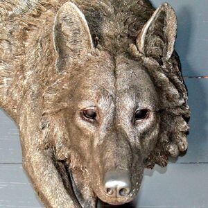 Wolf Wall Art - Large Plaque