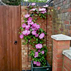 Wall Fixing Trellis | Quality Poppy Forge Regent Wall Trellis