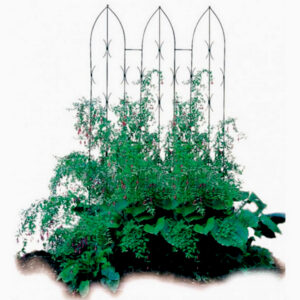 Steel Plant Trellis | Quality Triple Gothic Screen for Climbers