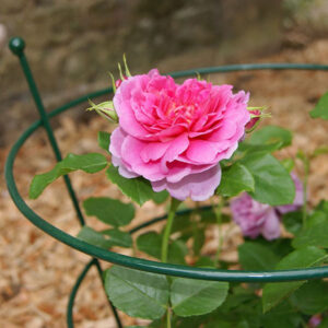 Poppy Forge Peony Supports | Two Sizes & Two Finishes