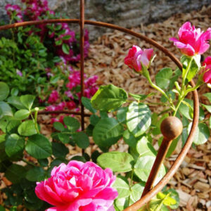 Ready to Rust Poppy Forge Peony Plant Support