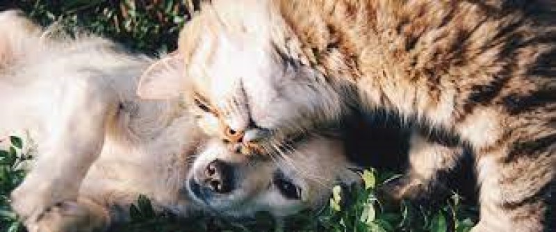 Gifts For Pets
