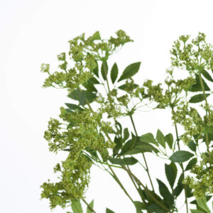 Faux Cow Parsley Ammi up Close