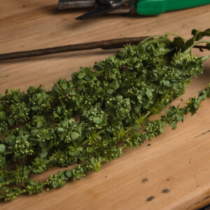 Faux Green Amaranthus - Botanically Accurate