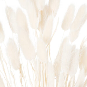Dried White Bunny Tail Bunch Of 120