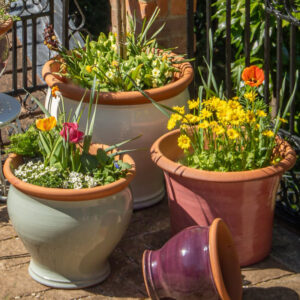 Bellied Planters by British Flowerpots