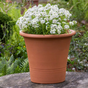 Kitchen Plantes in Terracotta